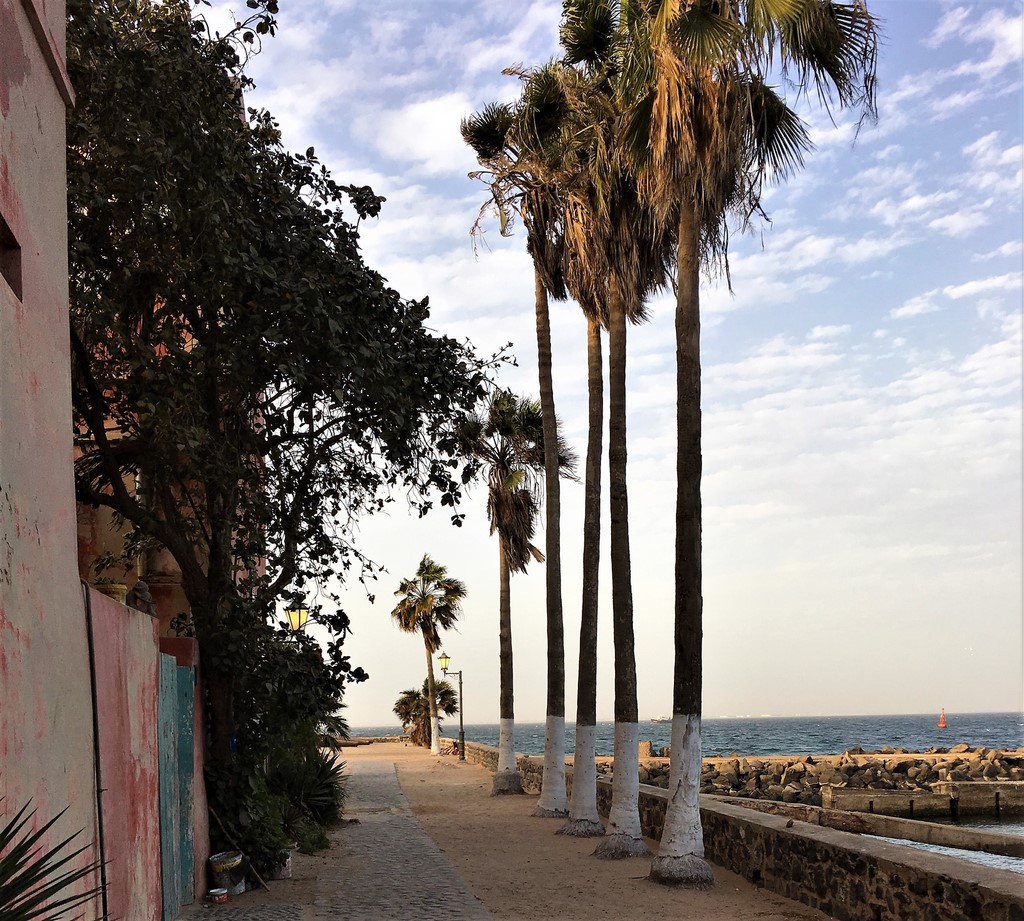 Palmier le long de la côte cers Gorée