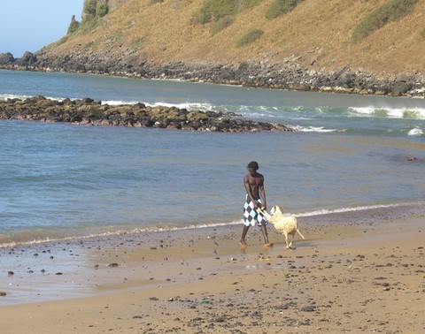 plages et chèvre à Dakar