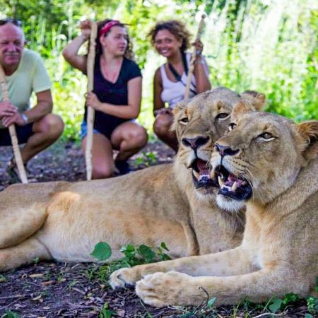 Lions dans la réserve de Fathala